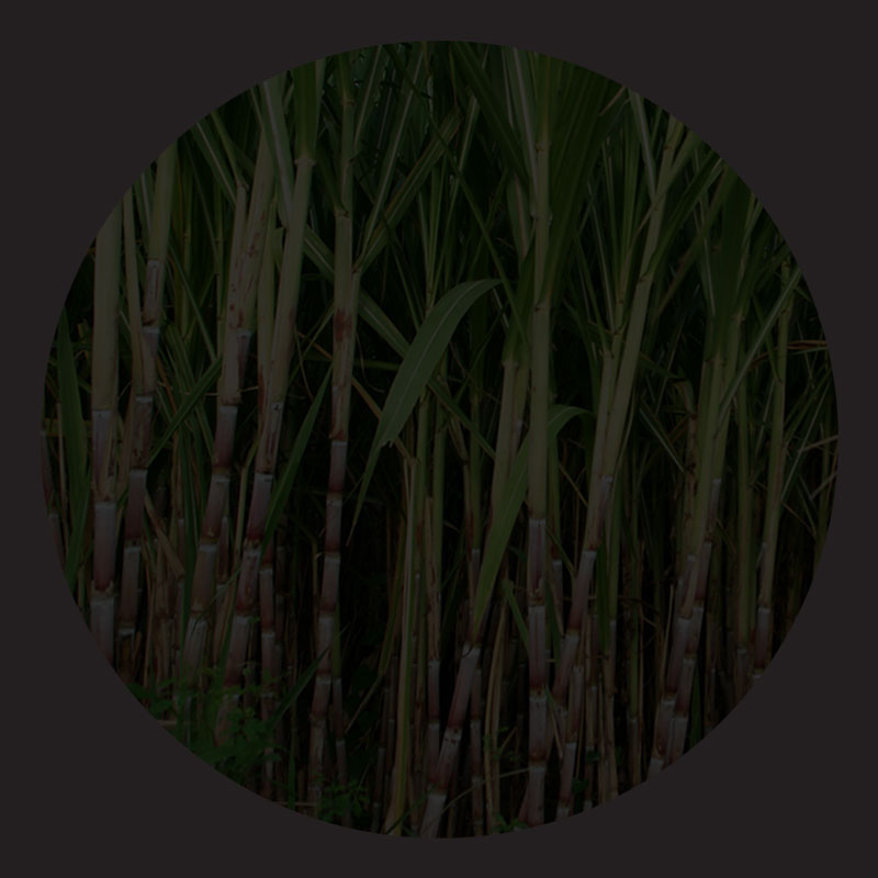 sugar cane background